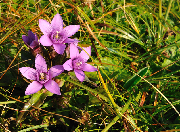 080830_Novegno_024_2