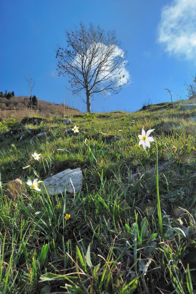 Narcissus poeticus Narciso Selvatico