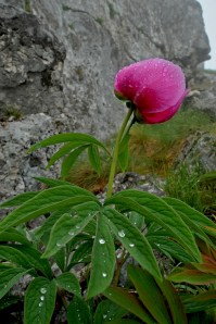 Peonia