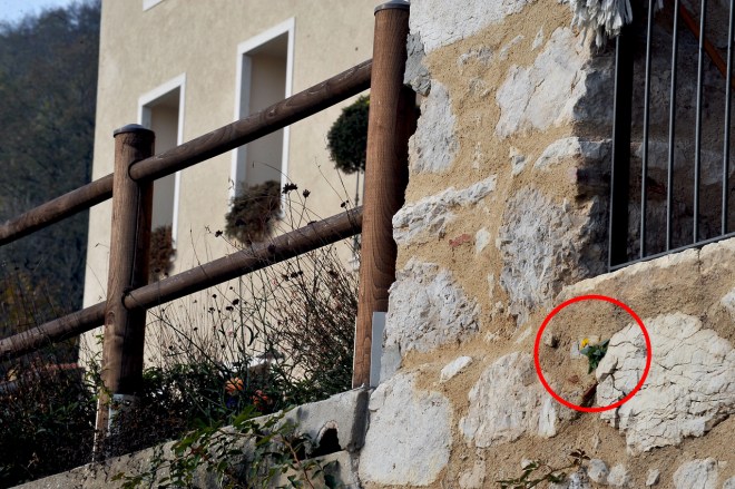 121110_Viola_004_small