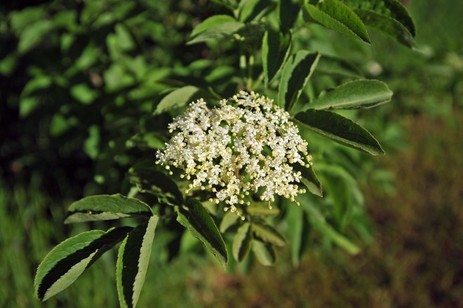 140514_Sambuco_002_small