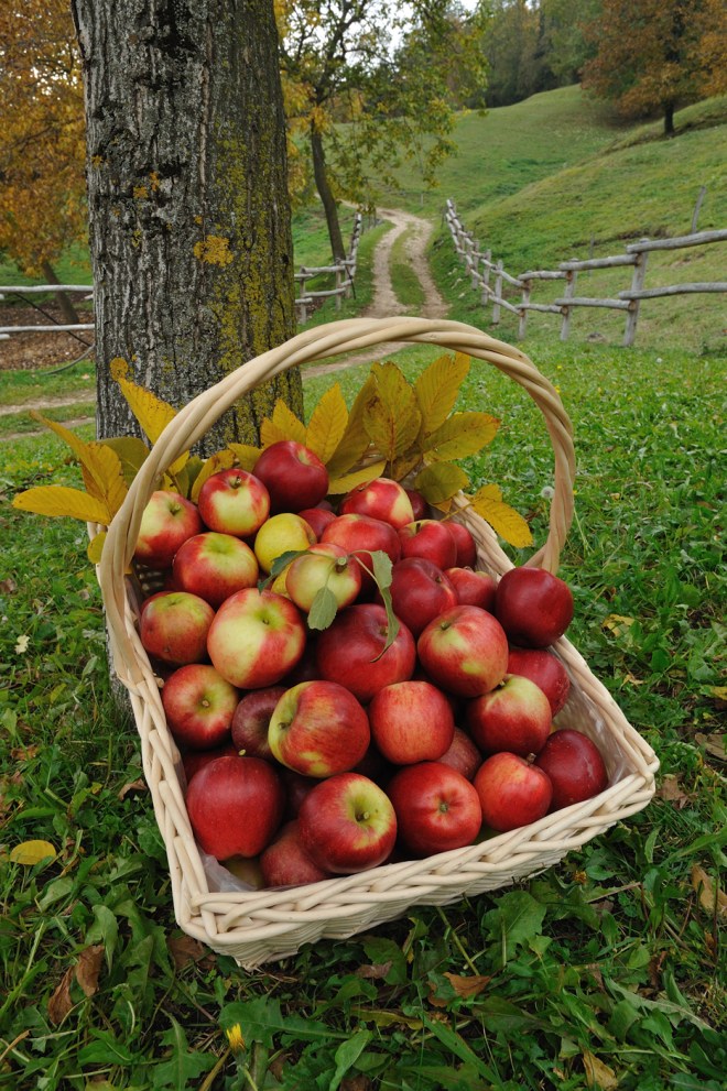 Cesto di mele